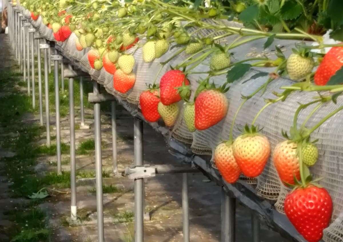 鳥取県湯梨浜町のいちご狩り園『小林農園』の様子