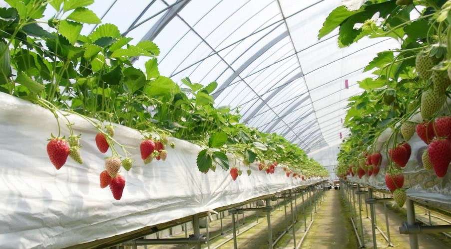 鳥取市の人気いちご狩り観光農園『苺工房たけうち』のいちご狩り会場の様子