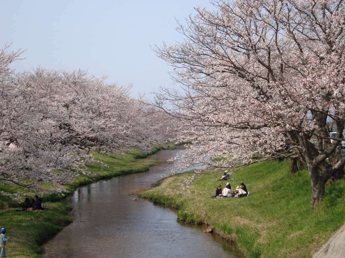 玉造温泉_桜_開花状況