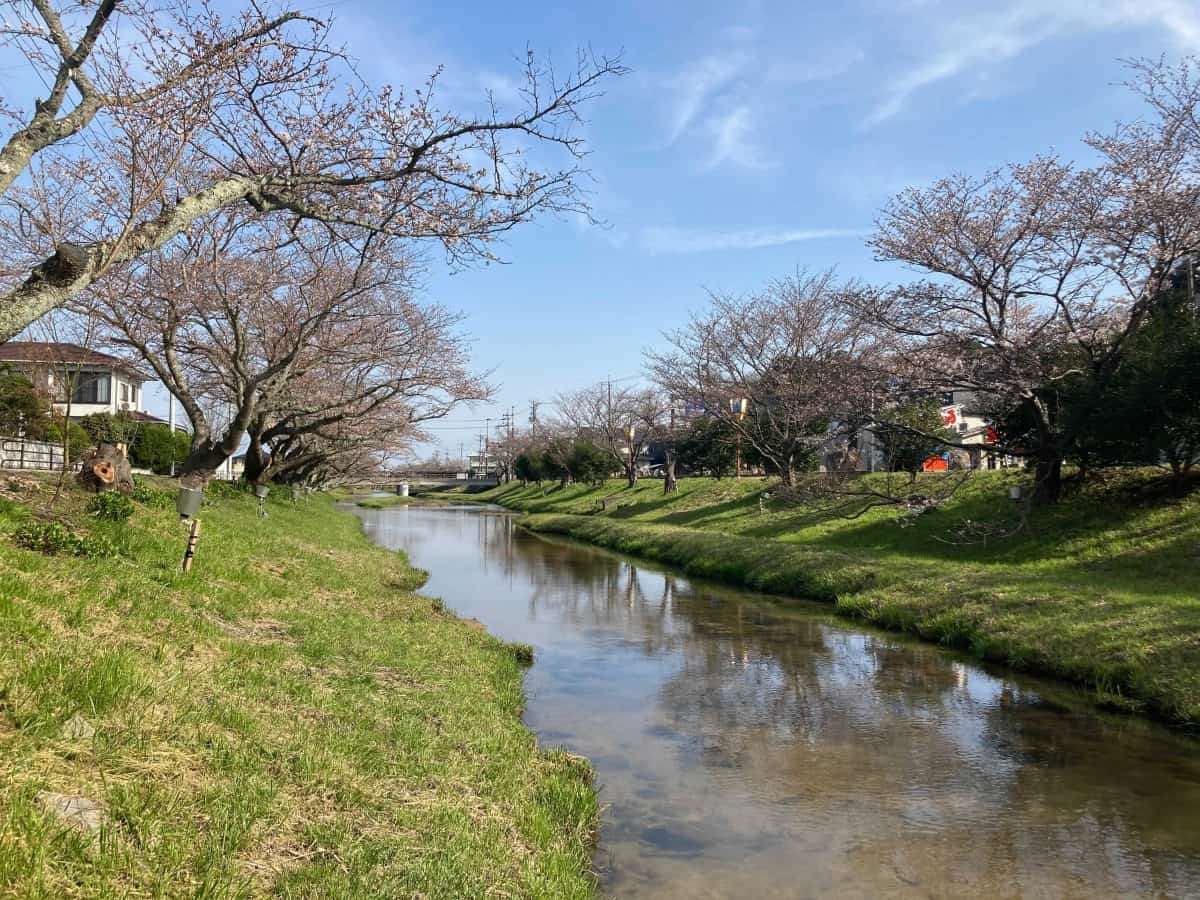 玉造温泉_桜_開花状況