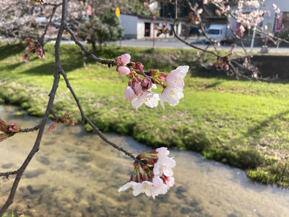 玉造温泉_桜_開花状況