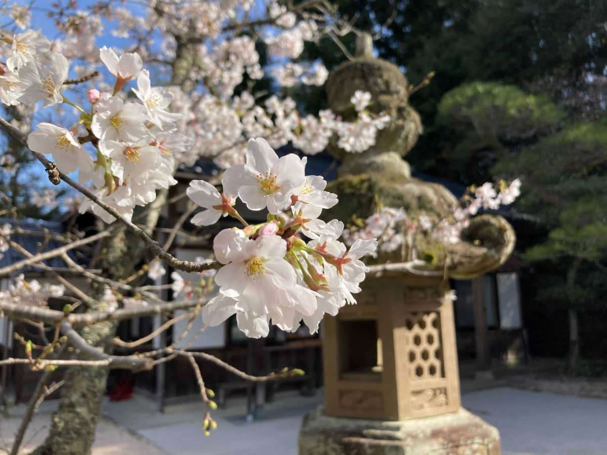 玉造温泉_桜_開花状況