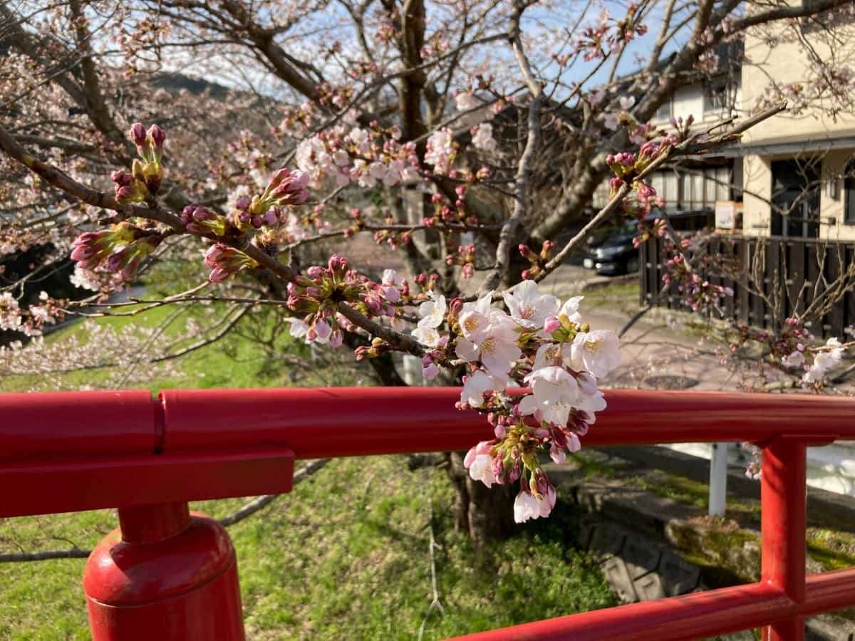 玉造温泉_桜_開花状況