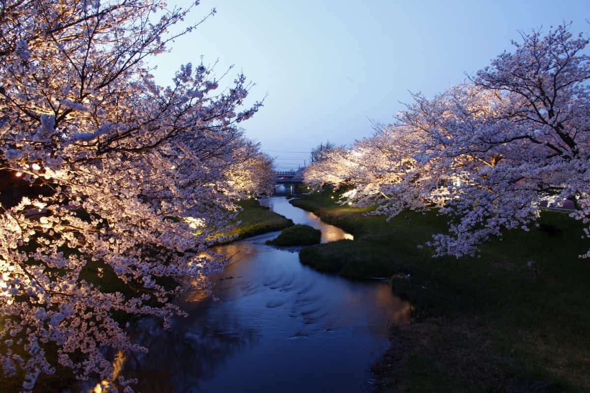 玉造温泉_桜_開花状況