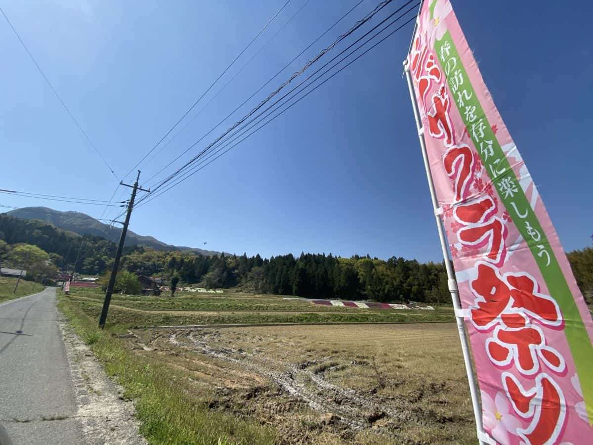 島根県_安来市広瀬町_芝桜_お花スポット_お花畑