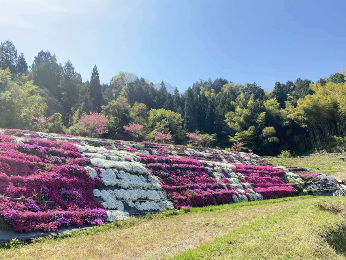 島根県安来市広瀬町の芝桜スポット「猿隠高原」の開花中の様子