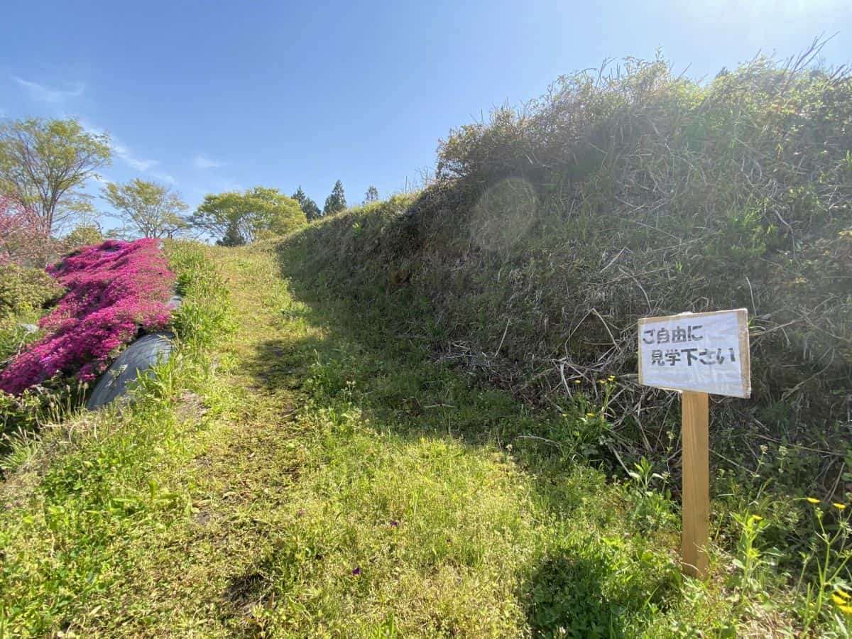 島根県_安来市広瀬町_芝桜_お花スポット_お花畑