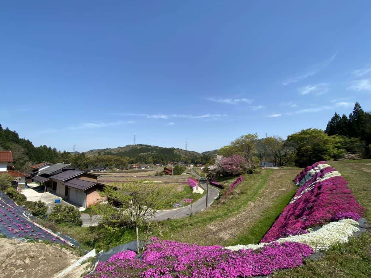 島根県_安来市広瀬町_芝桜_お花スポット_お花畑