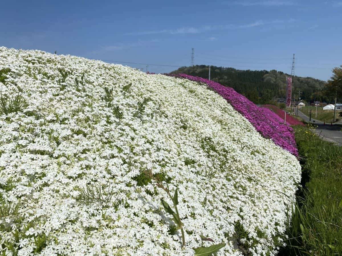 島根県_安来市広瀬町_芝桜_お花スポット_お花畑