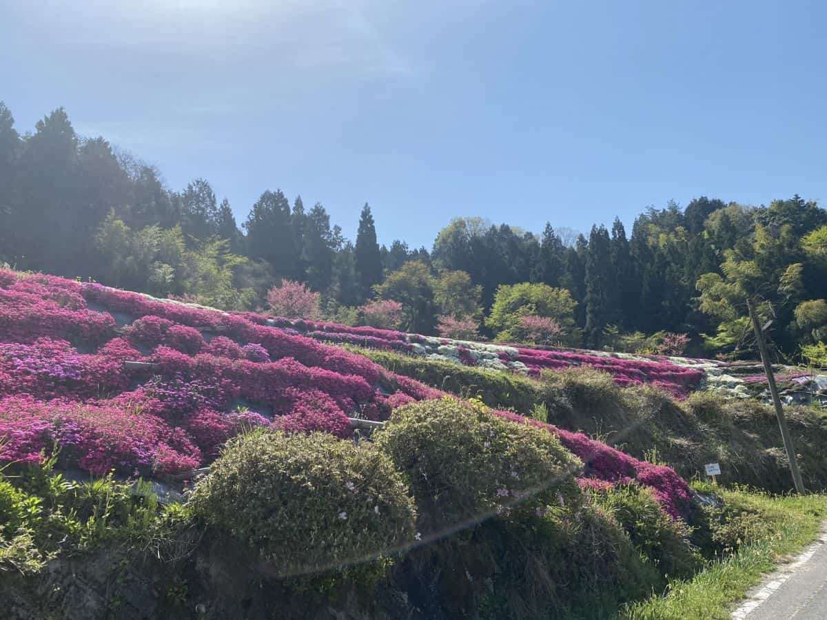 島根県_安来市広瀬町_芝桜_お花スポット_お花畑