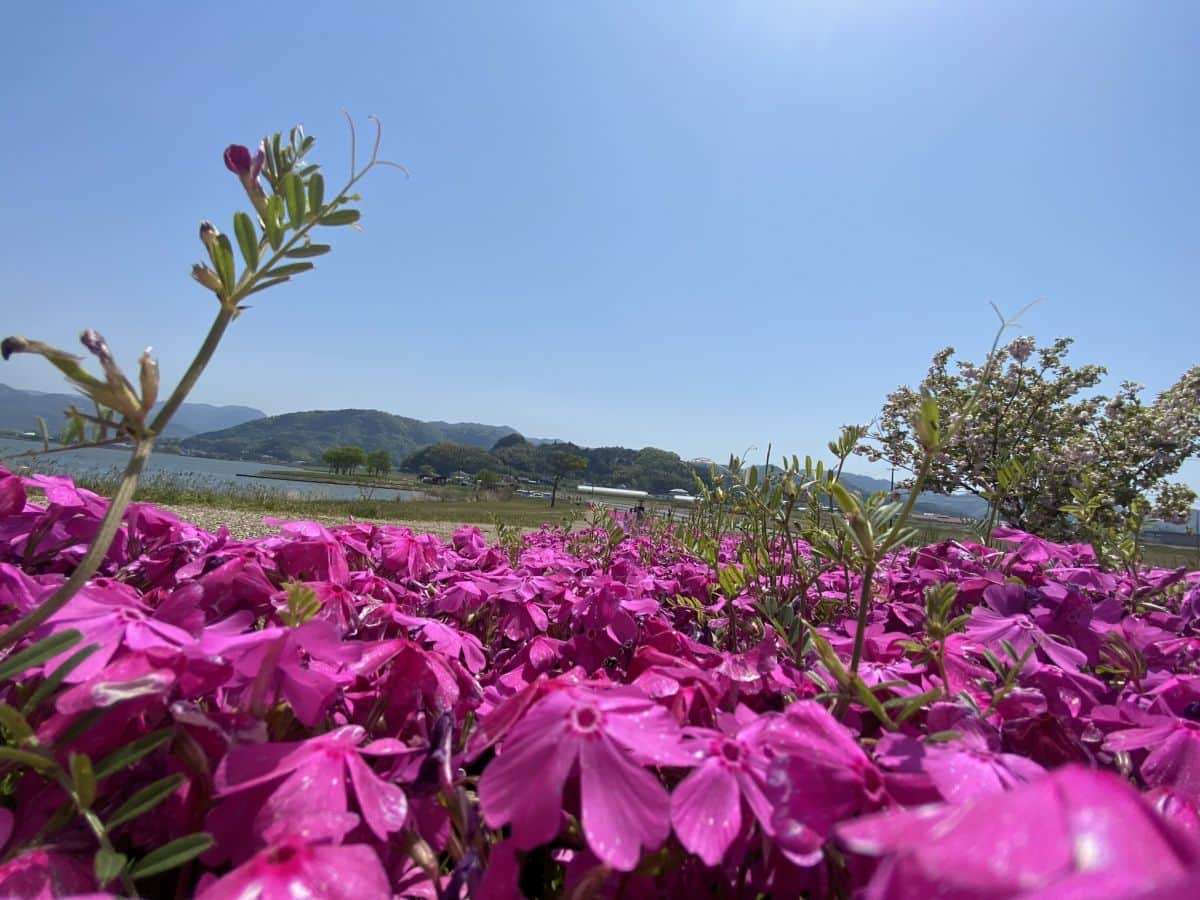 東郷湖羽合臨海公園_芝桜_湯梨浜町_お出かけ_子連れ_ランニング