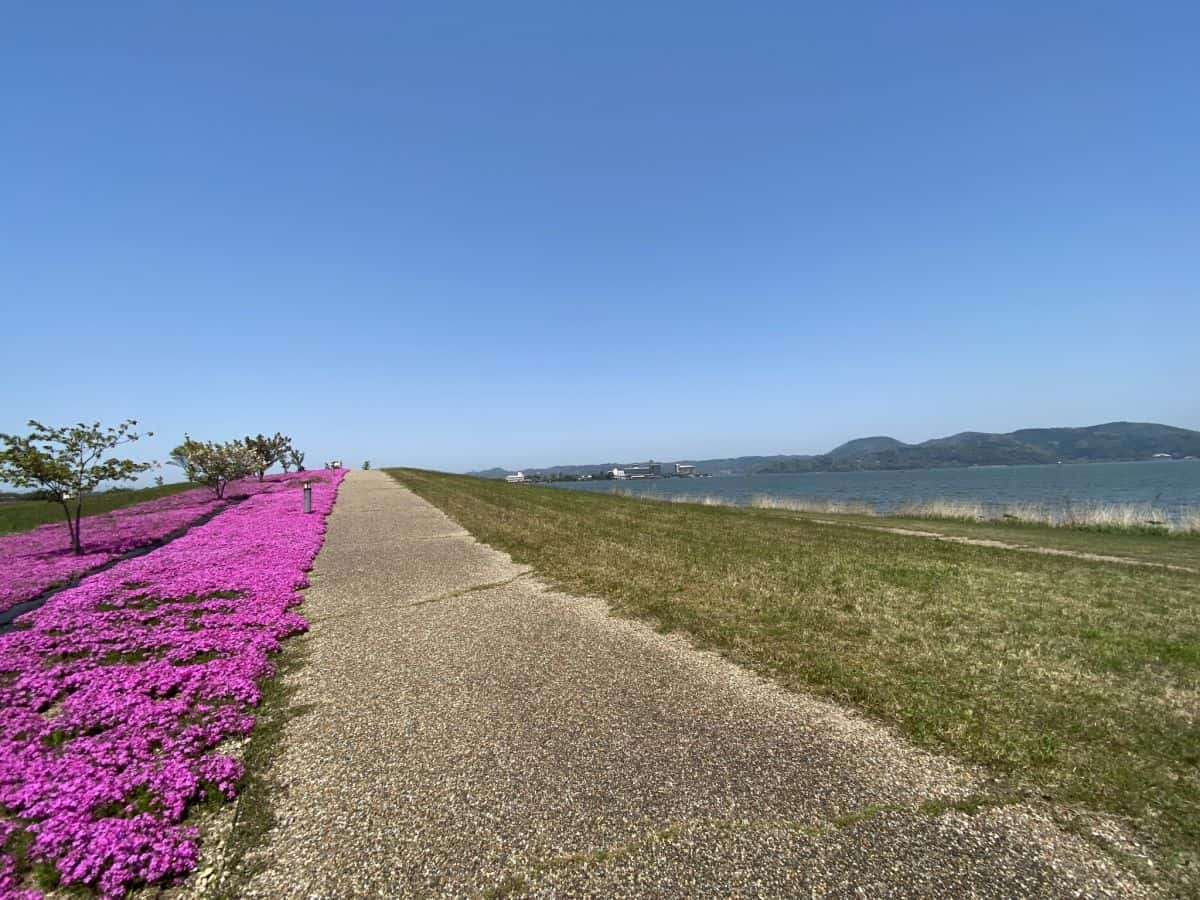 東郷湖羽合臨海公園_芝桜_湯梨浜町_お出かけ_子連れ_ランニング