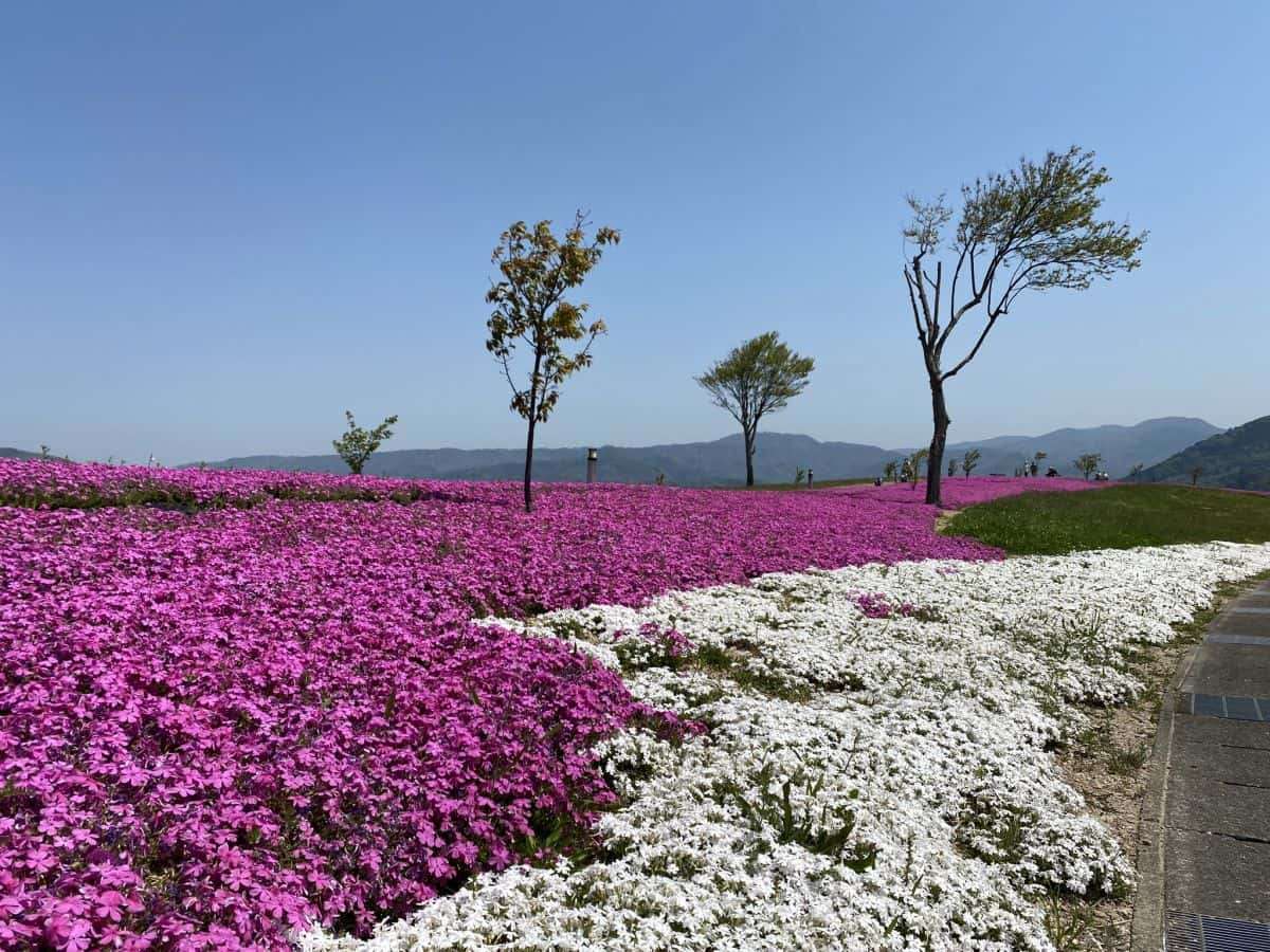 鳥取県湯梨浜町の東郷湖沿いにある芝桜スポット『東郷湖羽合臨海公園』の様子