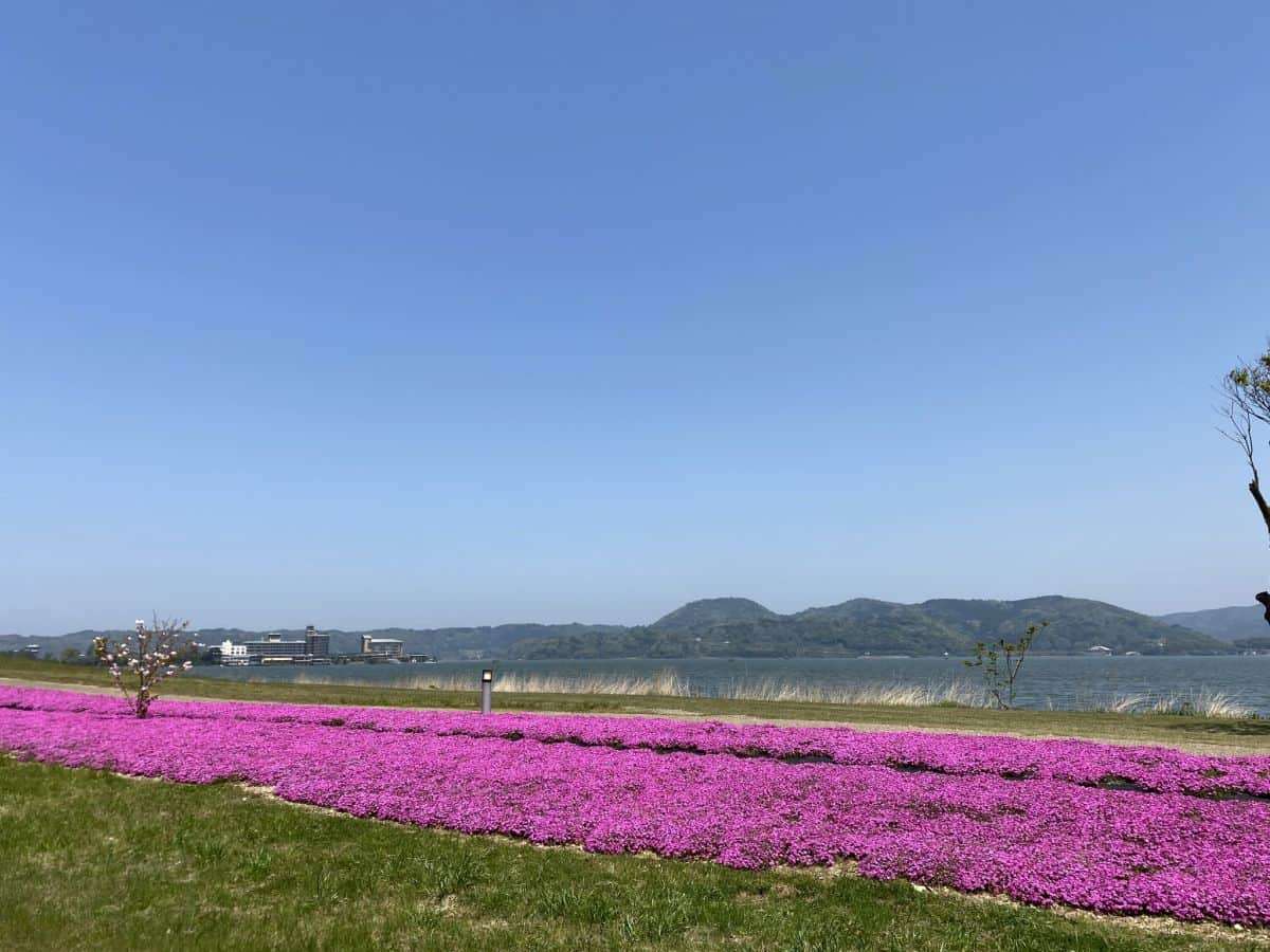 東郷湖羽合臨海公園_芝桜_湯梨浜町_お出かけ_子連れ_ランニング