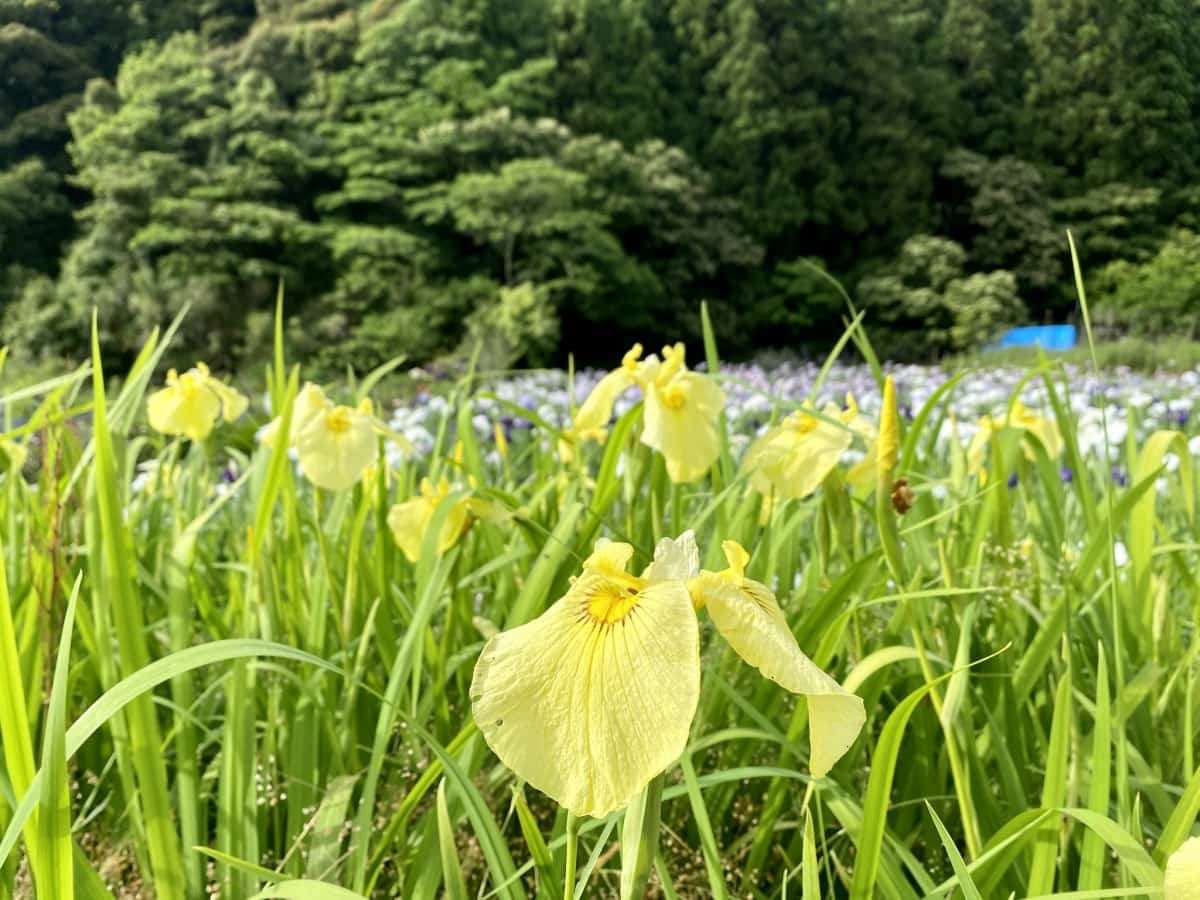 島根県浜田市三隅町_寺戸菖蒲園_6月_花畑_フラワースポット_おすすめ_穴場