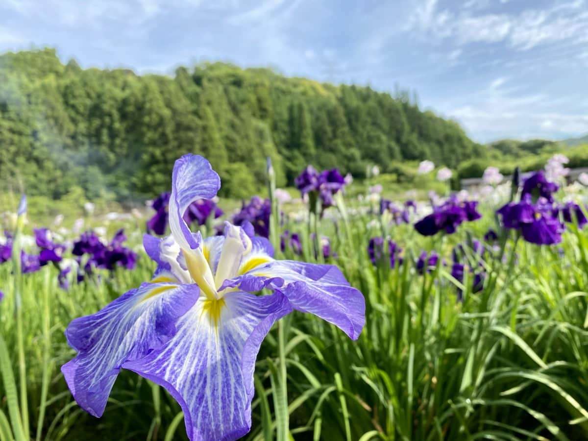 島根県浜田市三隅町_寺戸菖蒲園_6月_花畑_フラワースポット_おすすめ_穴場