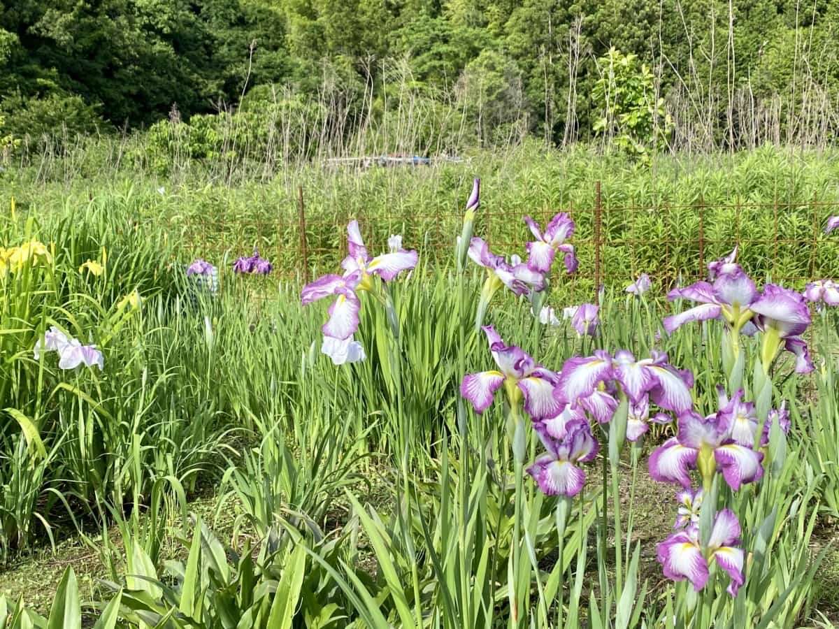 島根県浜田市三隅町_寺戸菖蒲園_6月_花畑_フラワースポット_おすすめ_穴場