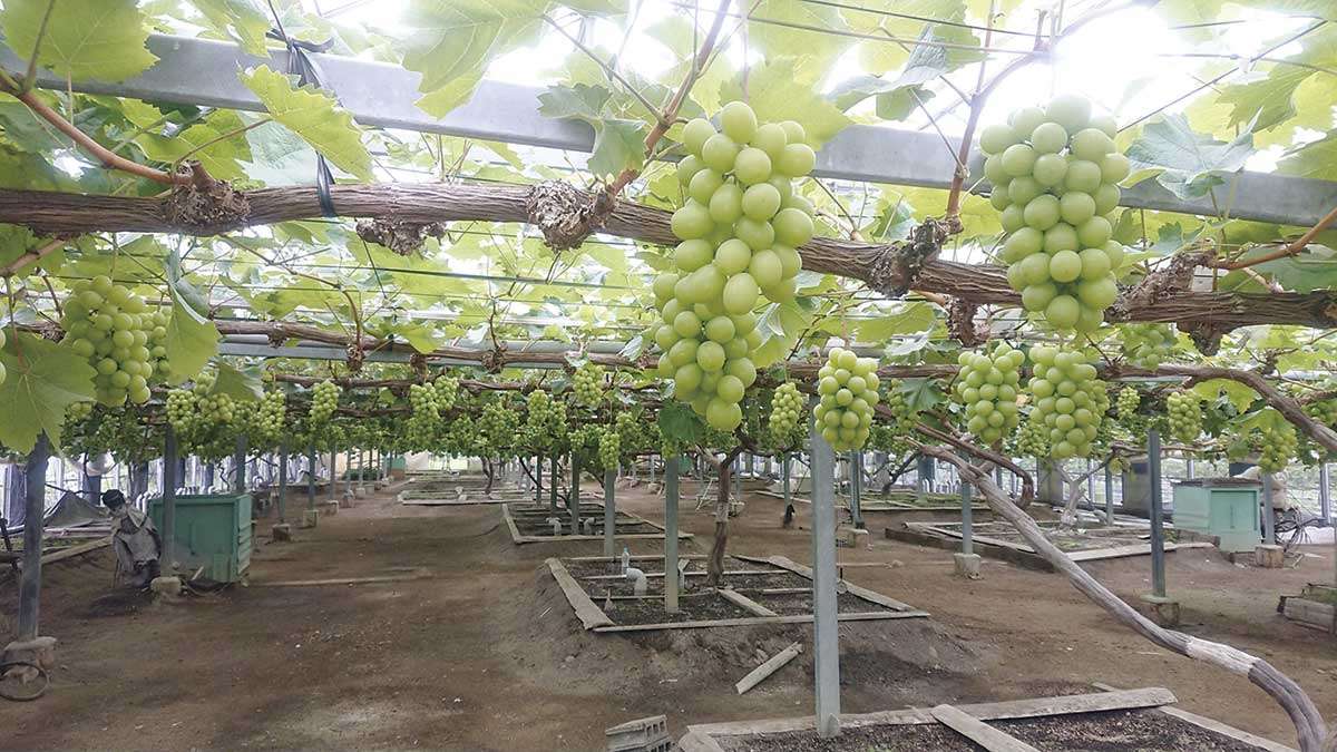 20210610おでかけマンスリー岡山09_農園スコレー