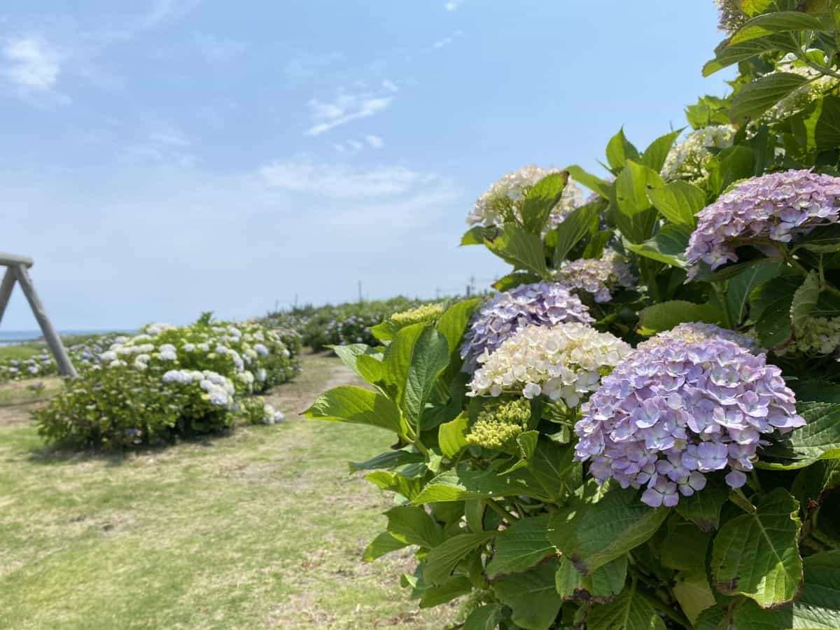 鳥取県琴浦町_あじさいスポット_逢束あじさい公園_見ごろ_駐車場_料金