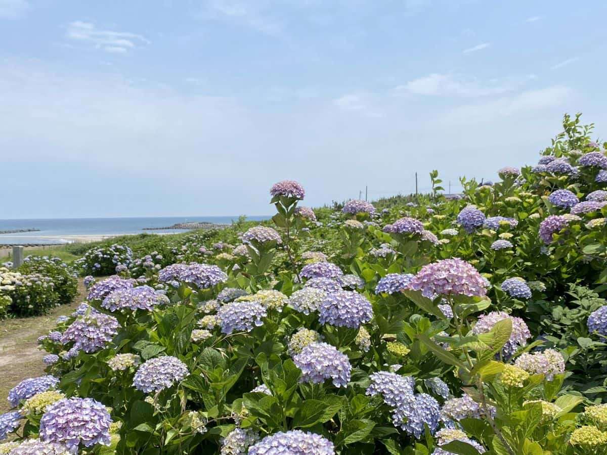 鳥取県琴浦町_あじさいスポット_逢束あじさい公園_見ごろ_駐車場_料金