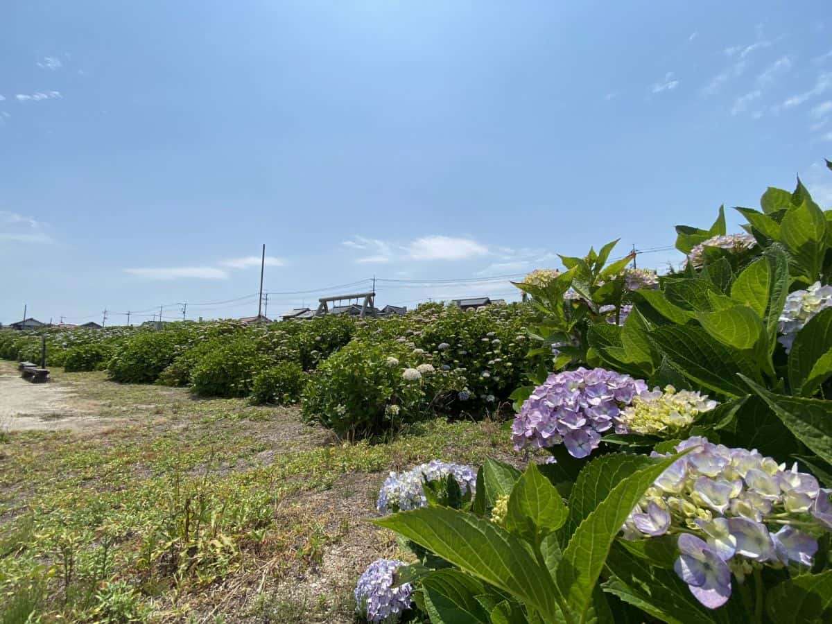 鳥取県琴浦町_あじさいスポット_逢束あじさい公園_見ごろ_駐車場_料金