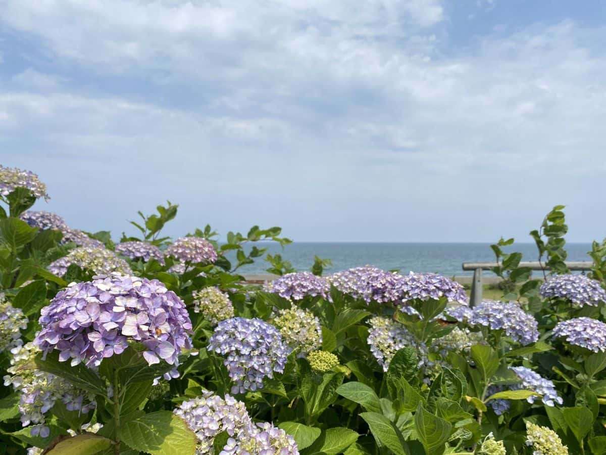 鳥取県琴浦町_あじさいスポット_逢束あじさい公園_見ごろ_駐車場_料金