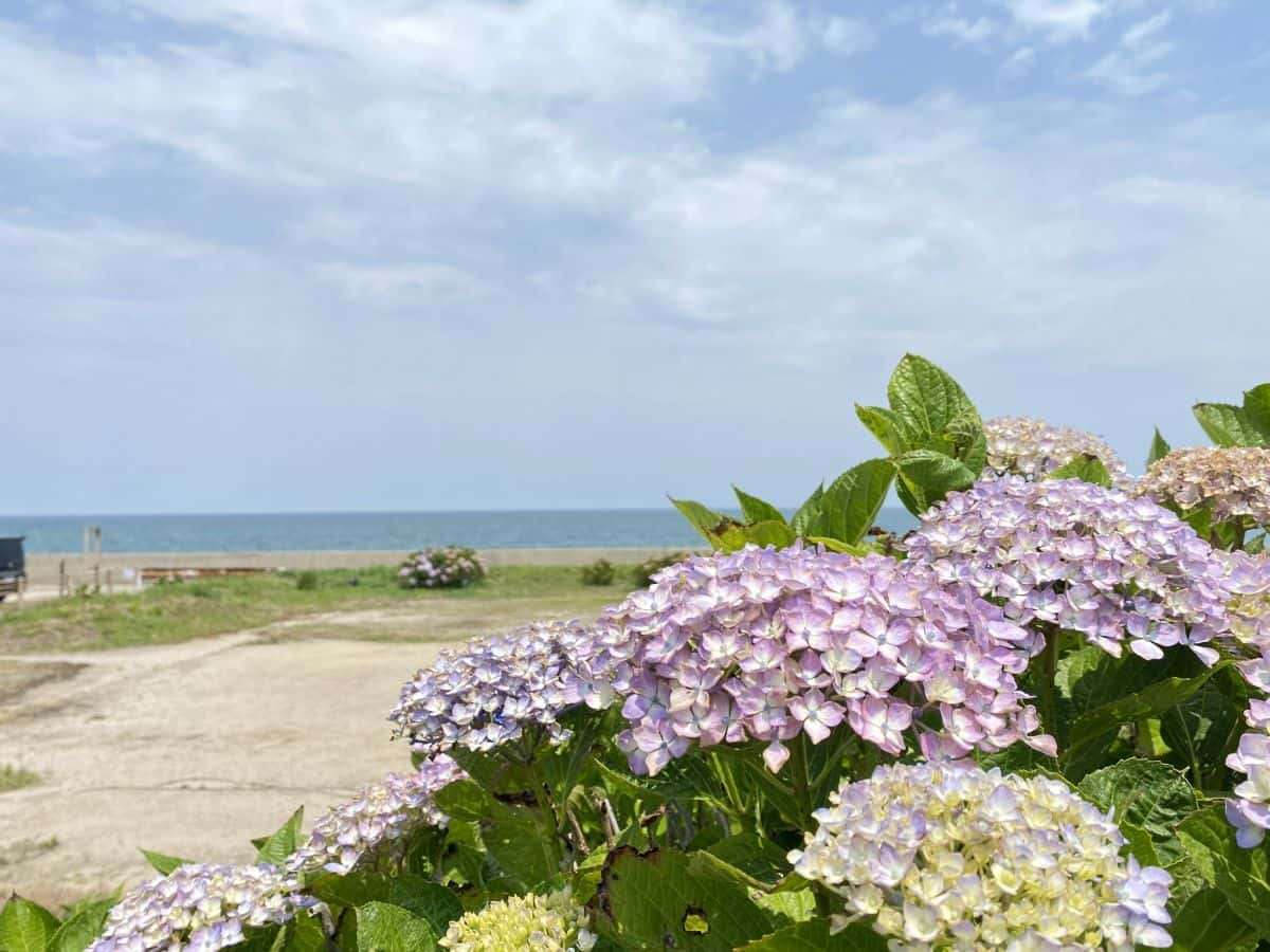 鳥取県琴浦町_あじさいスポット_逢束あじさい公園_見ごろ_駐車場_料金