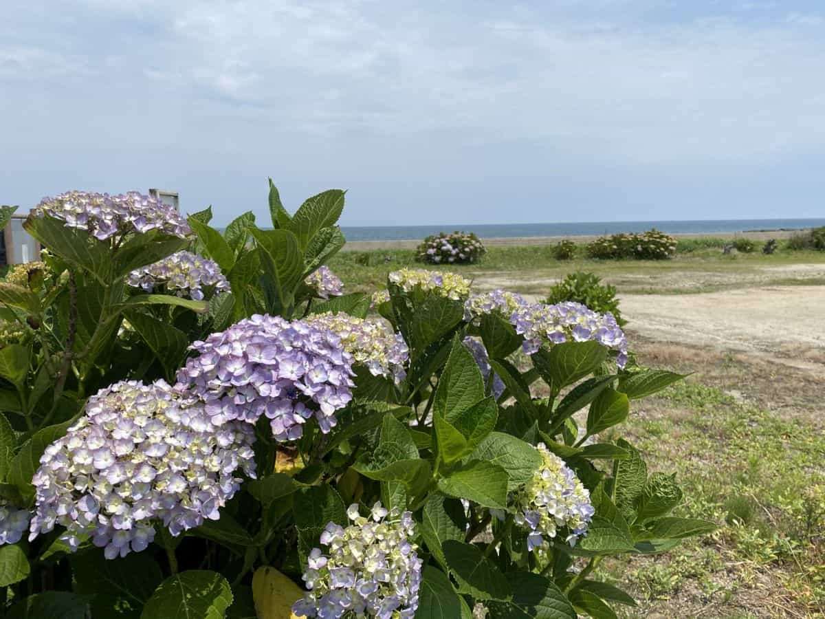 鳥取県琴浦町のあじさいスポット『逢束あじさい公園』のあじさい