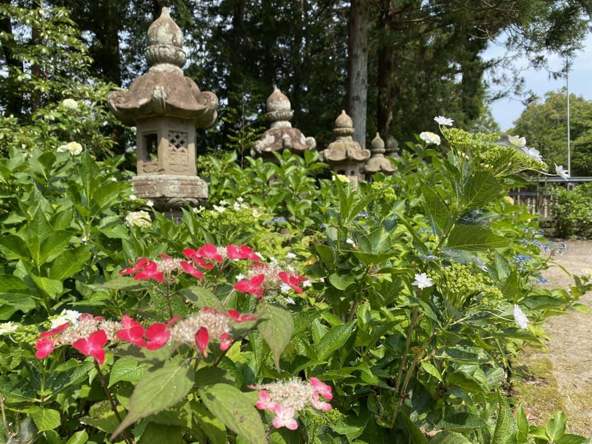 鳥取県米子市_あじさいスポット_大神山神社_見ごろ_駐車場_料金