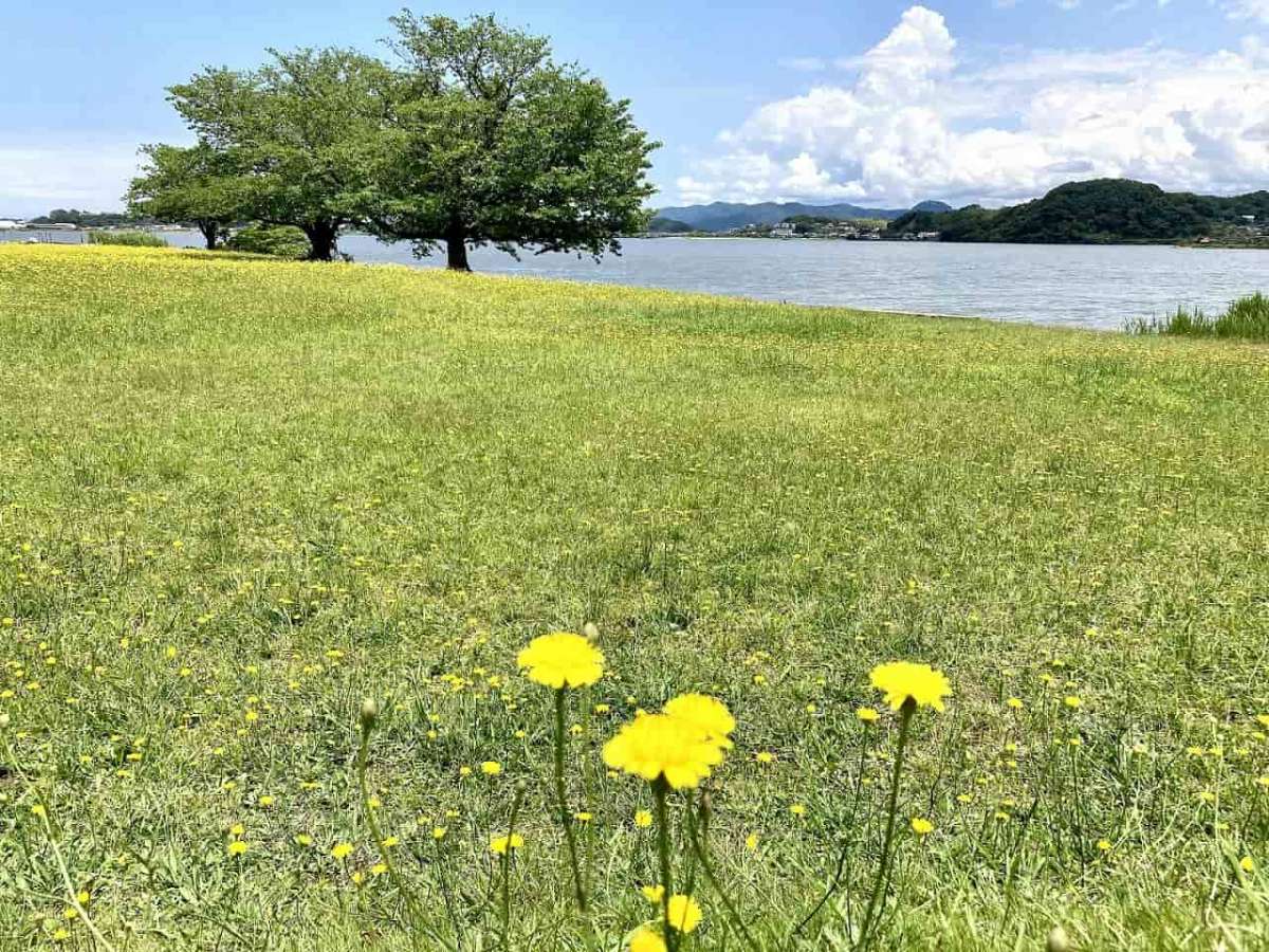 鳥取市_青島_湖山池_公園_アウトドア_デイキャンプ_子連れ_オススメ_絶景_スポット_