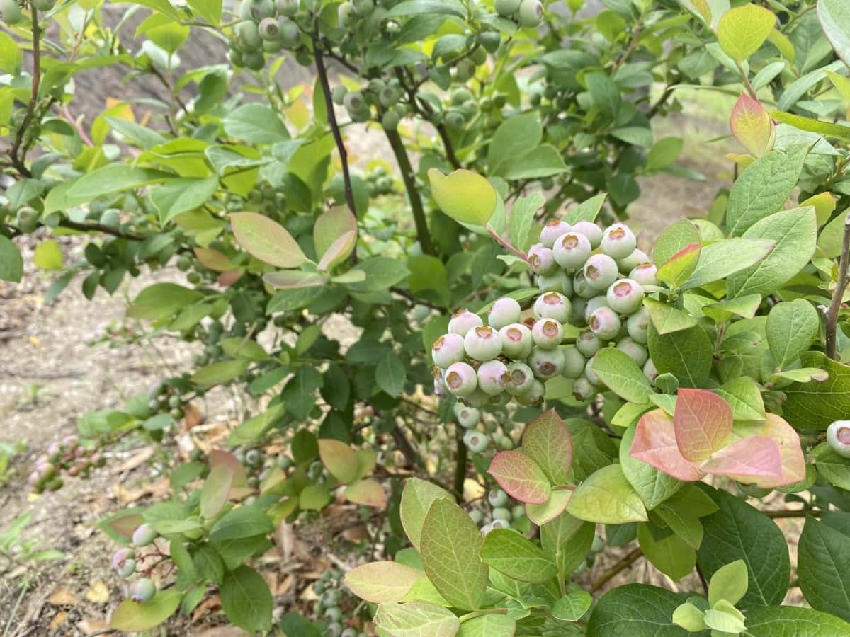 鳥取県北栄町_絶景スポット_観光_穴場_蜘ヶ家山山菜の里_くもがやま_公園_ピクニック