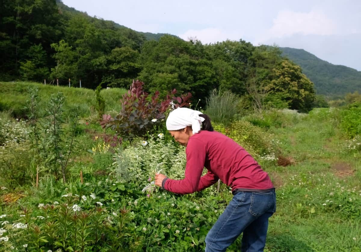 島根県邑南町_観光_穴場_人気_摘み樹ガーデン_お花畑_動物ふれ合い体験