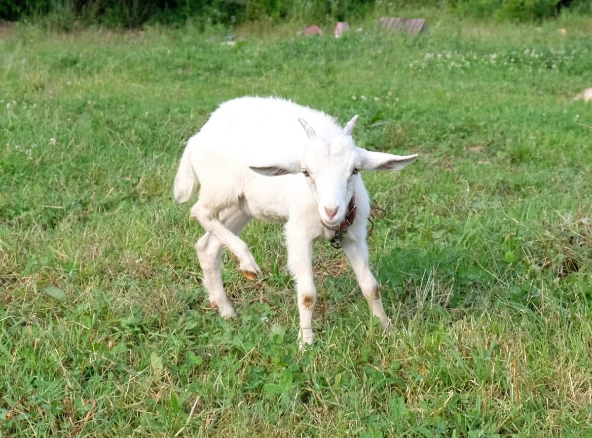 島根県邑南町_観光_穴場_人気_摘み樹ガーデン_お花畑_動物ふれ合い体験