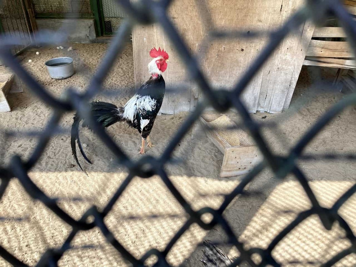 島根県大田市_公園_おすすめ_穴場_代官山動物園_無料_駐車場