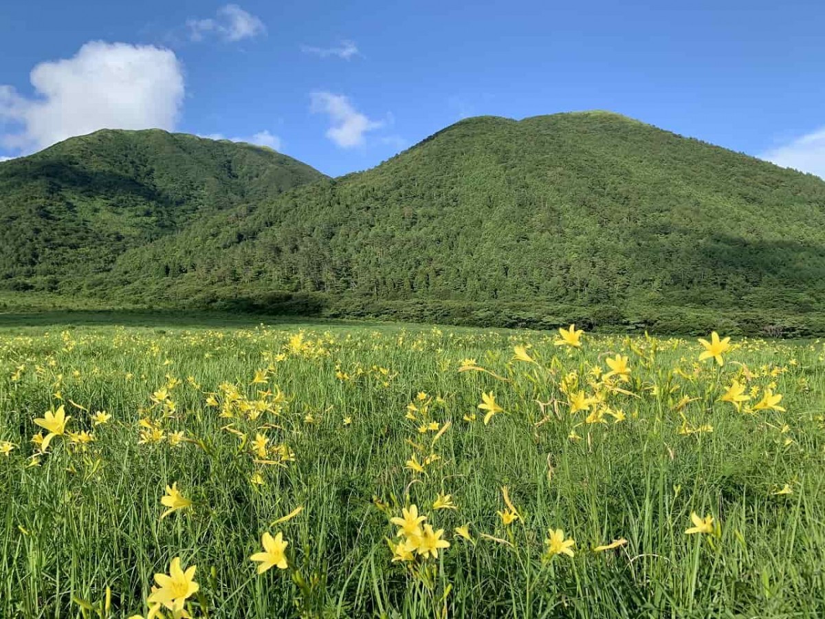 大田市_三瓶山_ユウスゲ_おでかけ_山の駅さんべ_映えスポット_写真_カメラ_夏の花_オススメ