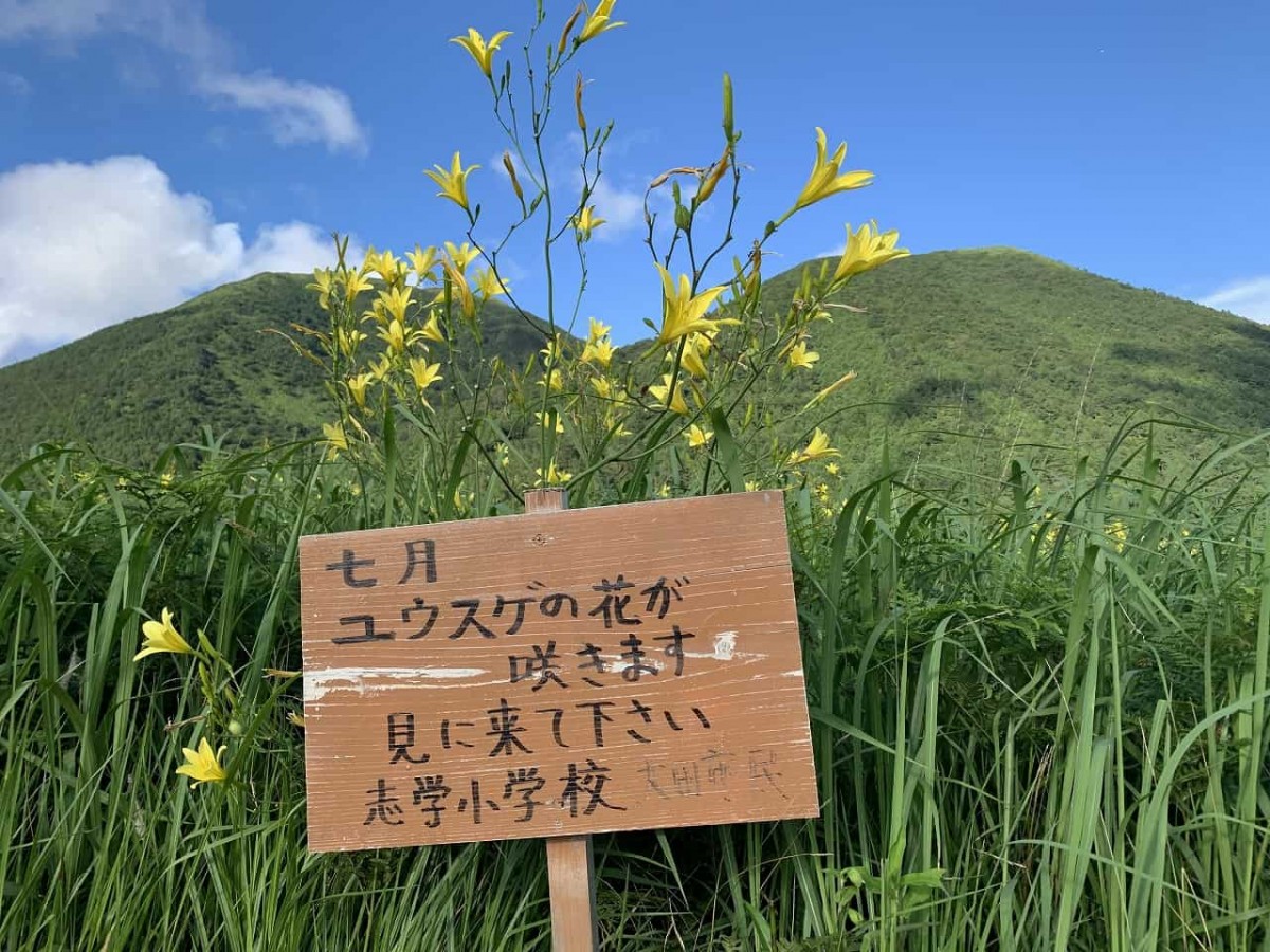 大田市_三瓶山_ユウスゲ_おでかけ_山の駅さんべ_映えスポット_写真_カメラ_夏の花_オススメ