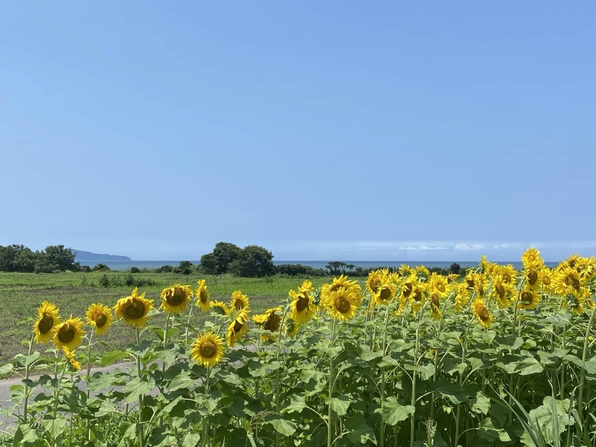 鳥取県大山町_ひまわり畑_穴場_海の見える_絶景