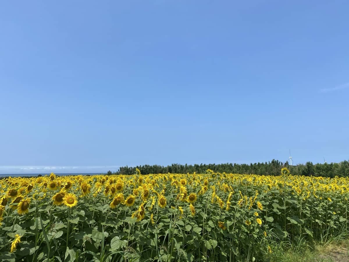 鳥取県大山町_ひまわり畑_穴場_海の見える_絶景