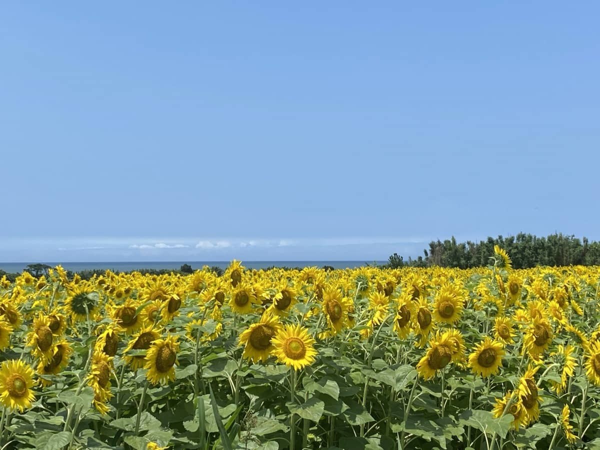 鳥取県大山町_ひまわり畑_穴場_海の見える_絶景