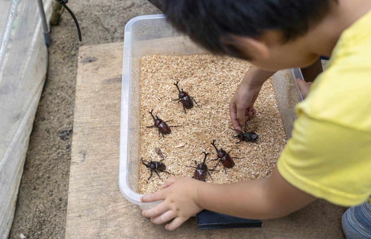 島根県奥出雲町_イベント_観光_カブトムシふれあい体験_家族_子ども連れ_夏休み