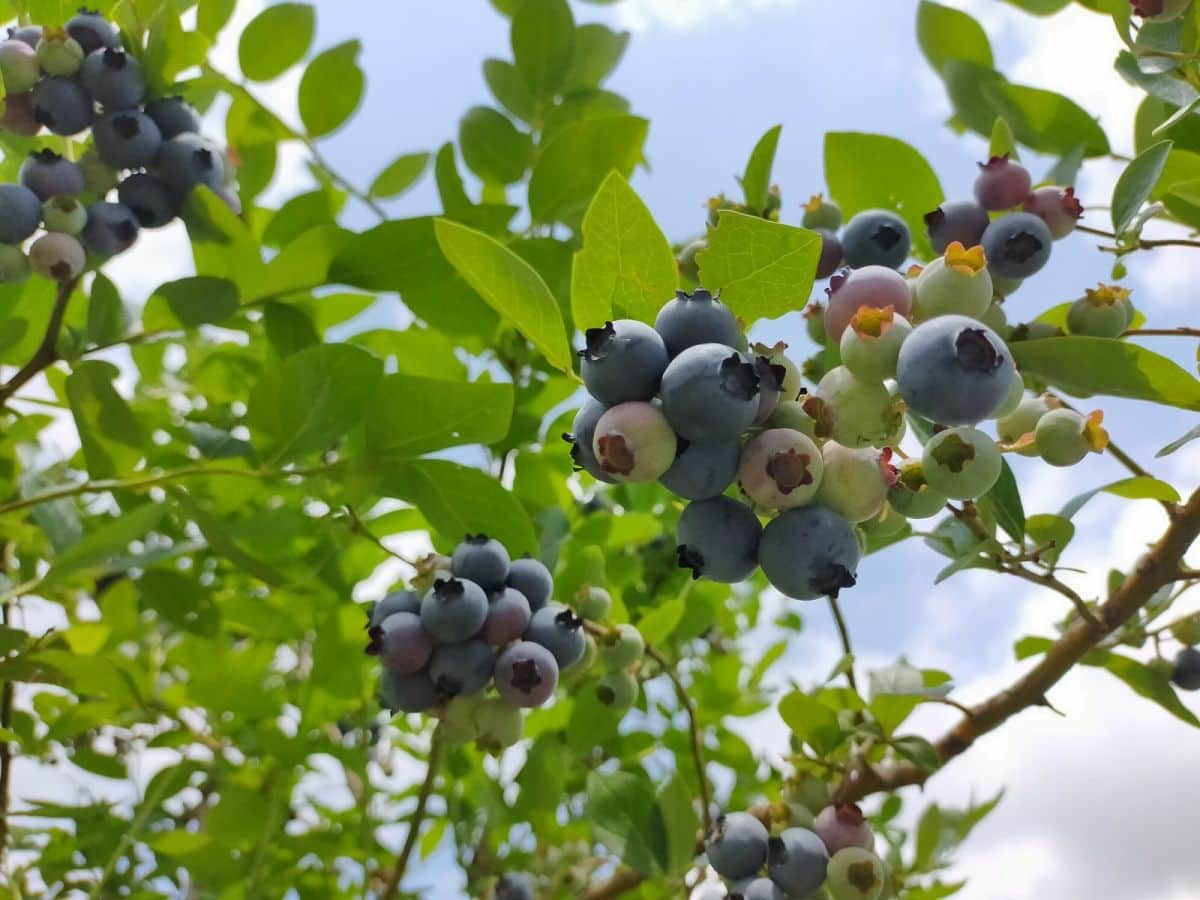 島根県奥出雲町_ブルーベリー狩り_観光_八川農園_家族_子ども連れ_夏休み