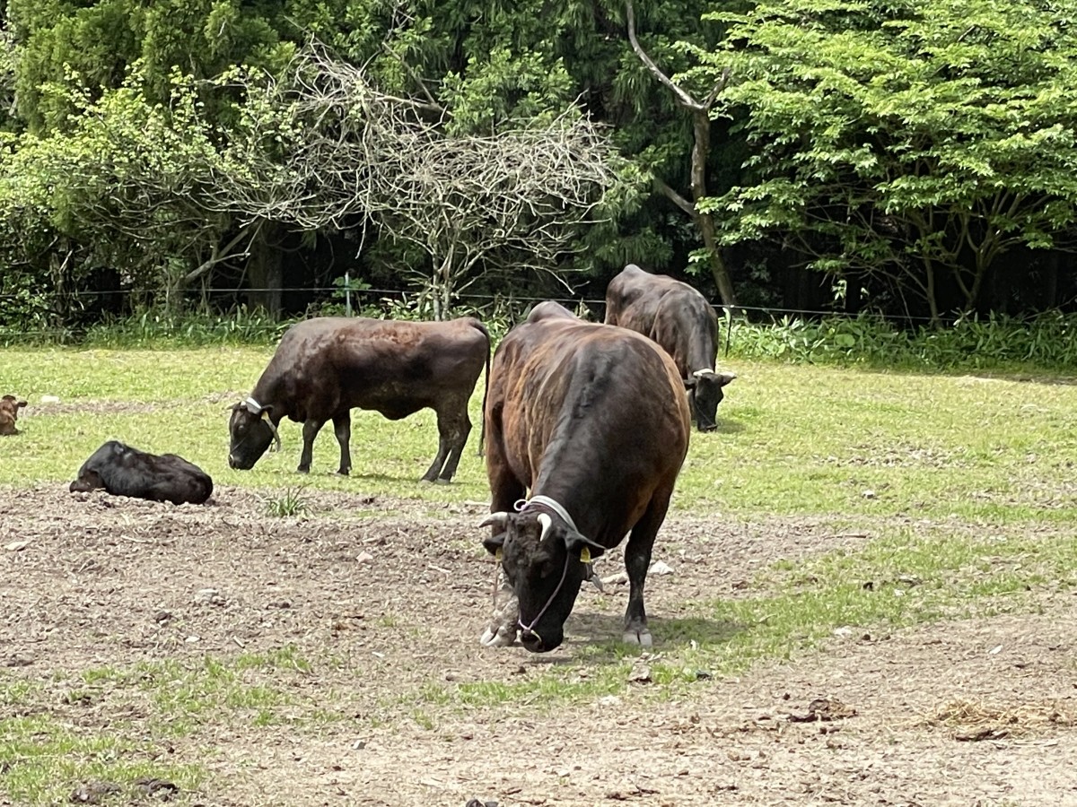 島根県邑南町_ご当地グルメ_石見和牛