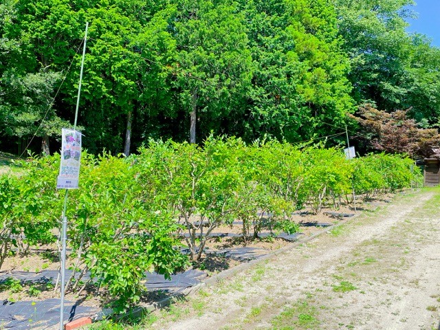 島根県邑南町_観光_穴場_おでかけ_香木の森_ブルーベリー狩り