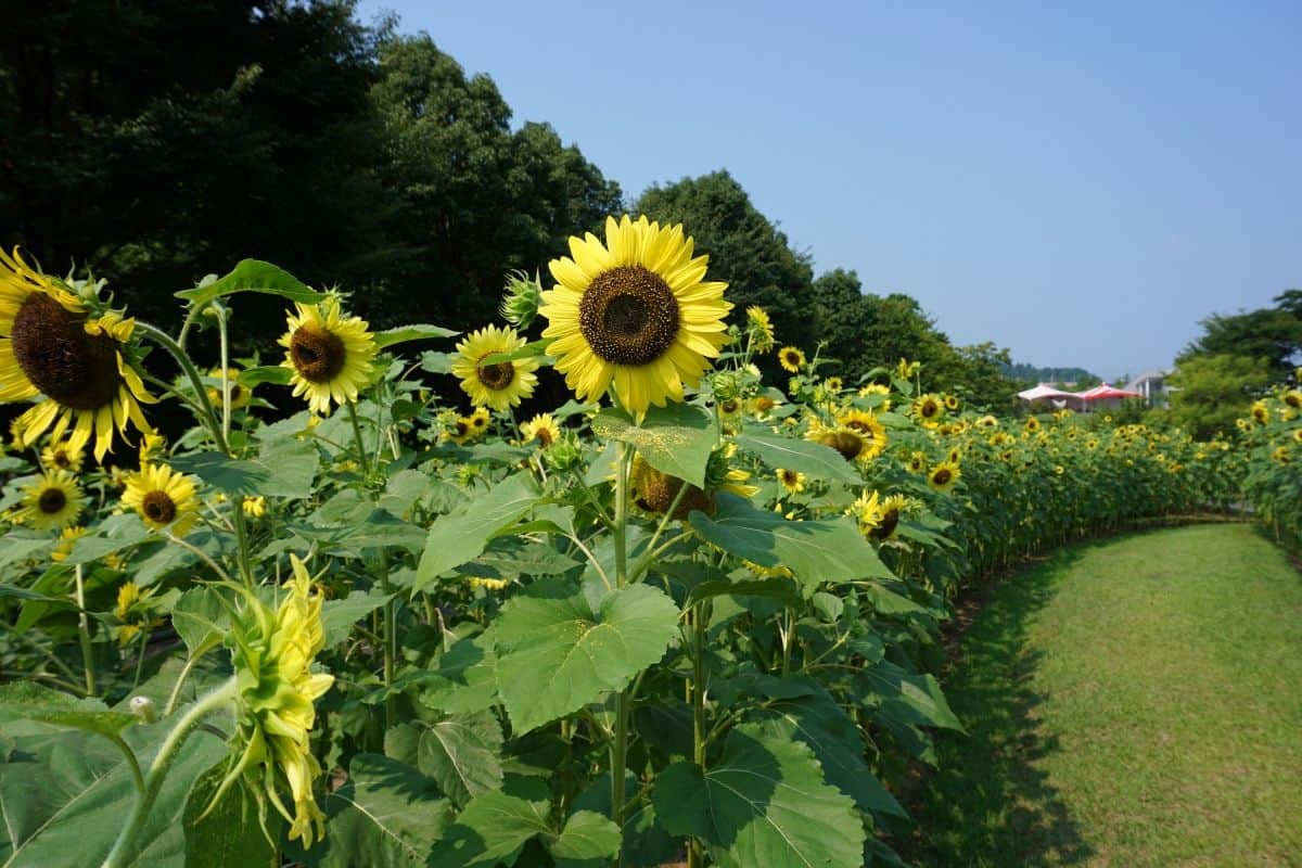 島根県出雲市_観光_しまね花の郷_子ども連れ_おでかけ_ピクニック_公園