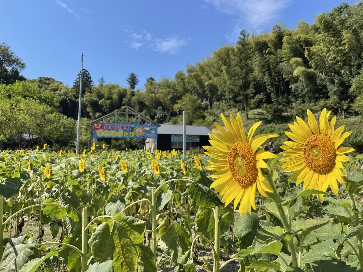 島根県雲南市_ひまわり畑_心の駅陽だまりの丘_子連れ_おでかけ_B級スポット