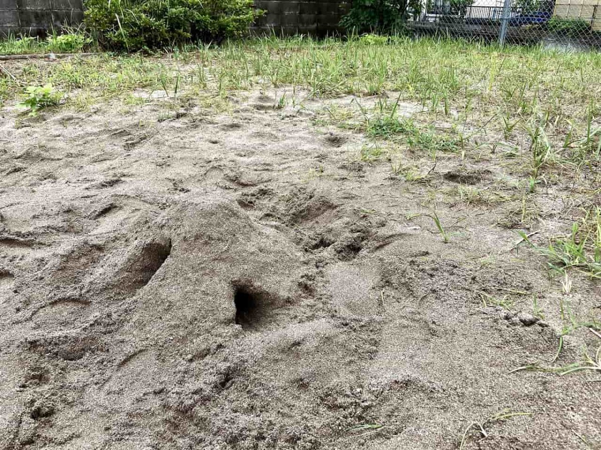 米子市_公園_オススメ_お出かけ_懐かしい_夜見新開公園_カエル公園_かえる