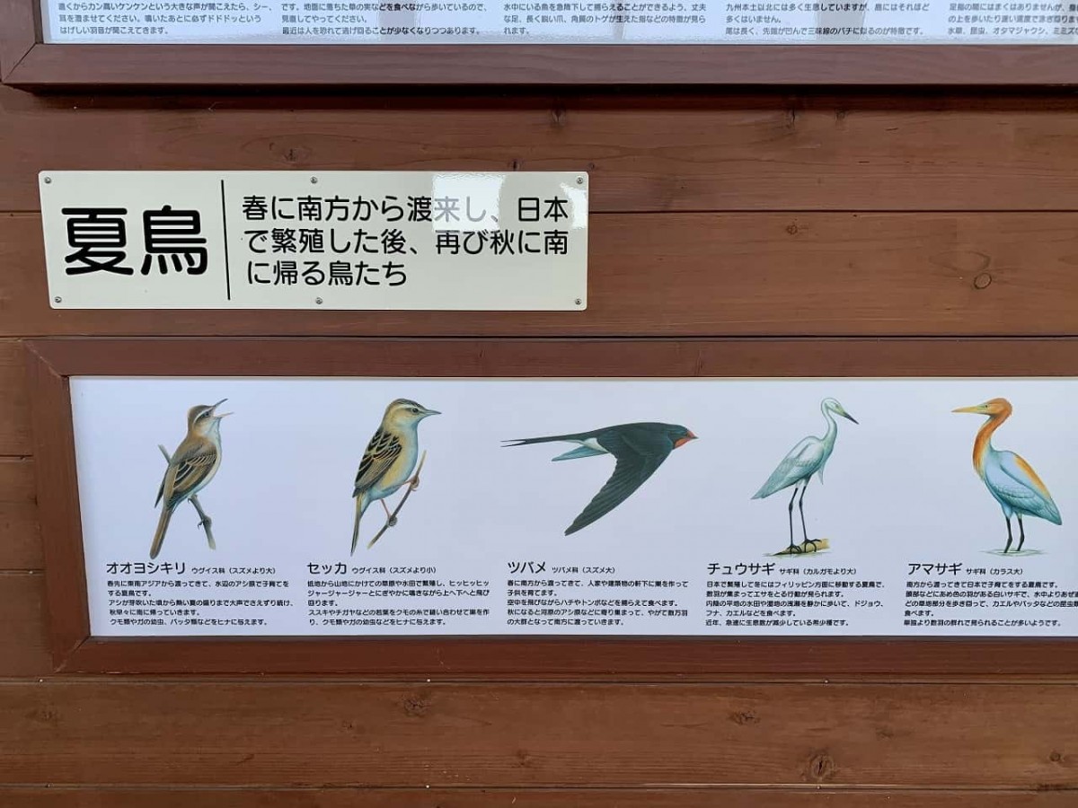 出雲市_神西親水公園_野鳥観察_ジンザイシンスイコウエン_おでかけ_子連れ_オススメ_散歩_ドライブ