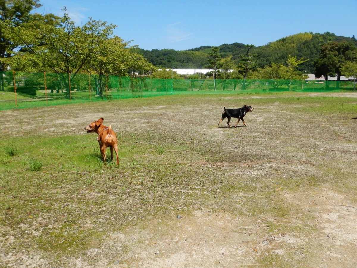 鳥取県湯梨浜町_ドッグラン_東郷湖_料金_場所_アクセス_いつまで