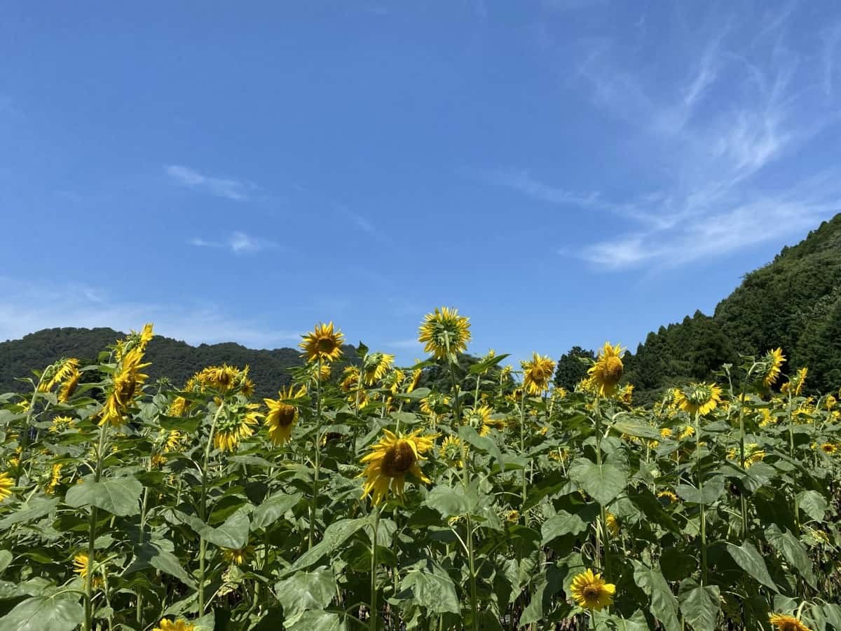 鳥取県鳥取市_ひまわり畑_穴場_人気_UBUMI BASE☆_ウブミベース_開催期間_料金