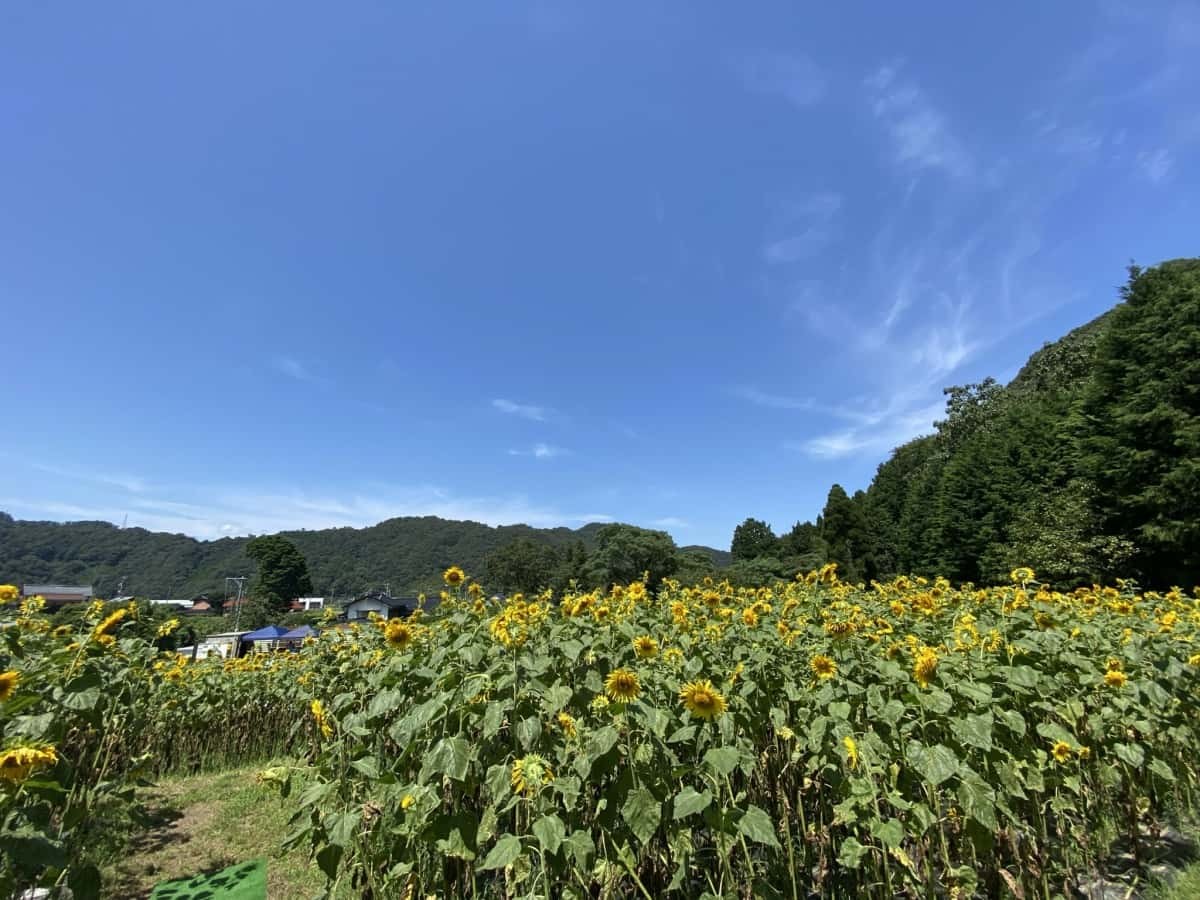 鳥取県鳥取市_ひまわり畑_穴場_人気_UBUMI BASE☆_ウブミベース_開催期間_料金